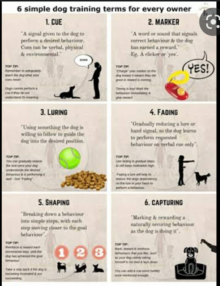 Dog 🐕 training tips for beginners – Education is every Puppy’s right.