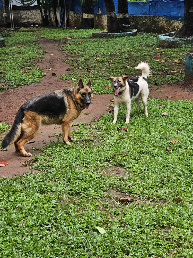 City dog training is crucial for several reasons